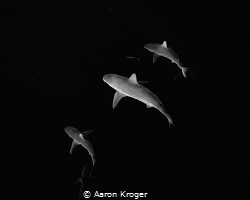 A group of Galapagos sharks cruising around the open ocea... by Aaron Kroger 